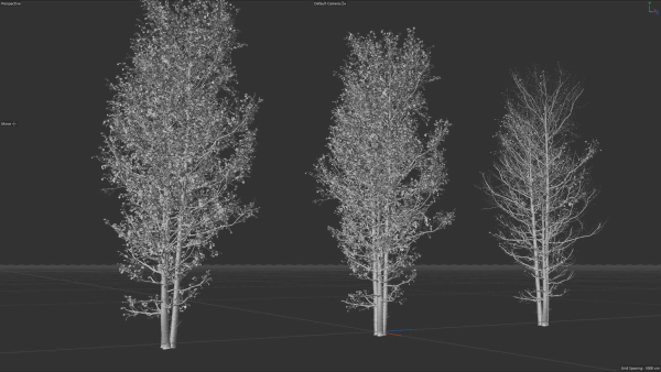 High quality Aspen tree 06