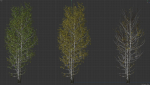 High quality Aspen tree 06