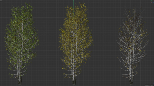 High quality Aspen tree 06