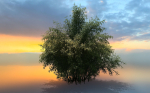High Quality Bamboo Bush 01