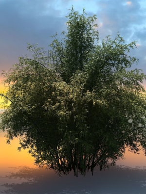 High Quality Bamboo Bush 01