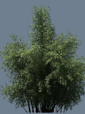 high-quality-bamboo-bush-01-3d-model-4a27a13343