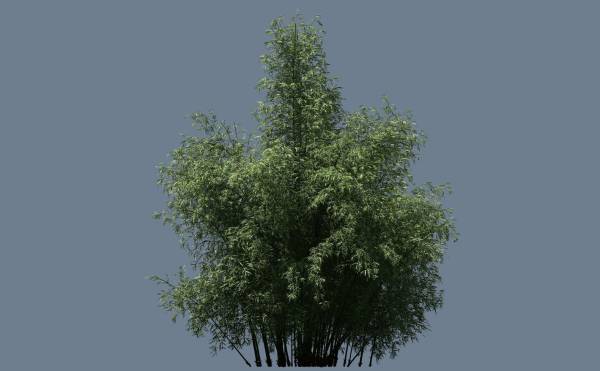 High Quality Bamboo Bush 01