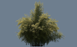 High Quality Bamboo Bush 01