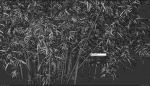 High Quality Bamboo Bush 01