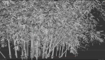 High Quality Bamboo Bush 01