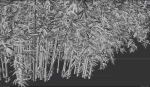 High Quality Bamboo Bush 02