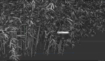 High Quality Bamboo Bush 02