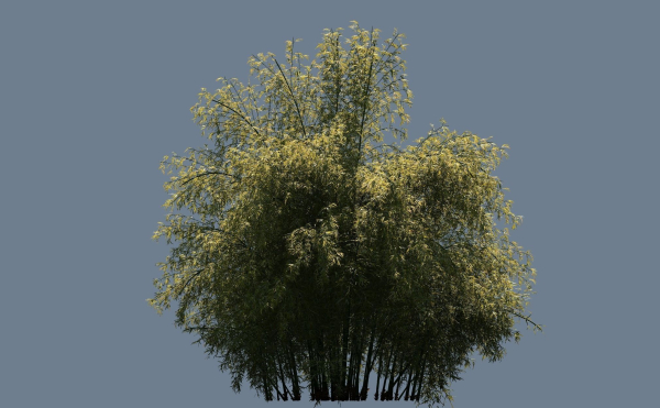 High Quality Bamboo Bush 02