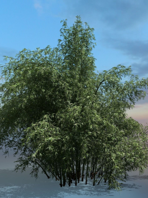 High Quality Bamboo Bush 02