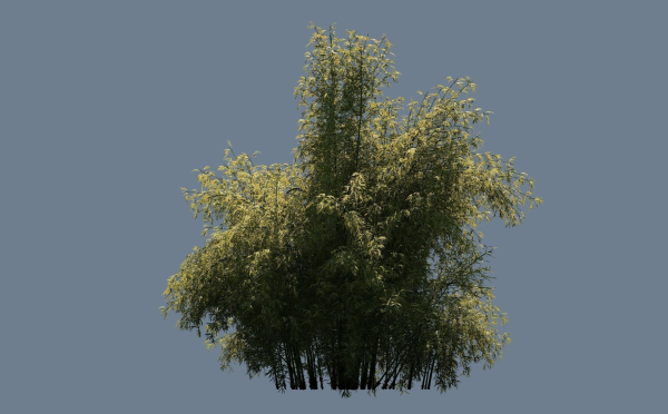 High Quality Bamboo Bush 03