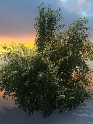 High Quality Bamboo Bush 03