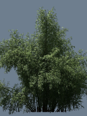 high-quality-bamboo-bush-03-3d-model-e57168c435