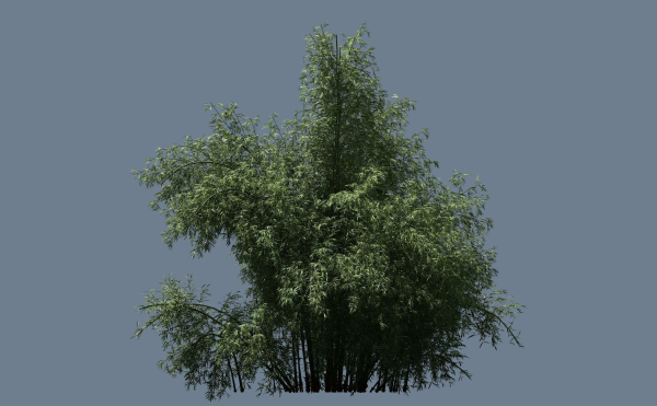 High Quality Bamboo Bush 03