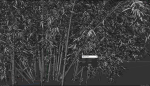 High Quality Bamboo Bush 05