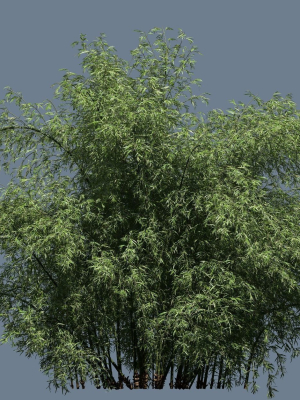 high-quality-bamboo-bush-05-3d-model-6ed5450e86