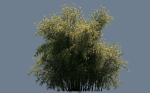 High Quality Bamboo Bush 05