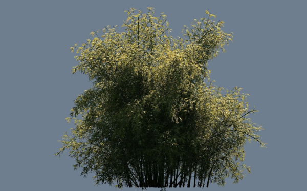High Quality Bamboo Bush 05