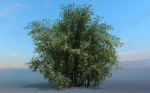 High Quality Bamboo Bush 05