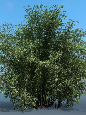 High Quality Bamboo Bush 05