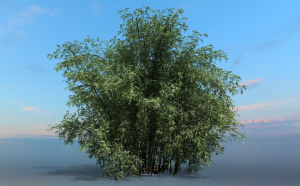 High Quality Bamboo Bush 05
