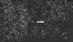 High Quality Bamboo Bush 07