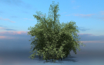 High Quality Bamboo Bush 07