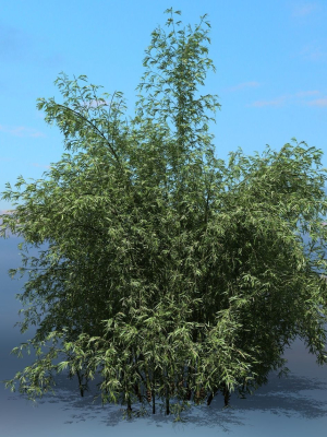 High Quality Bamboo Bush 07