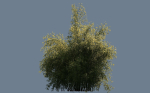 High Quality Bamboo Bush 07