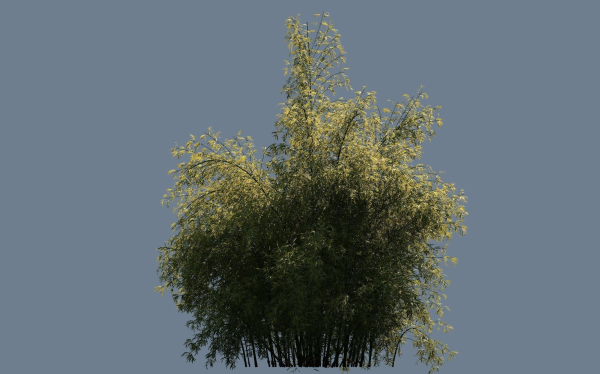High Quality Bamboo Bush 07