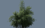 High Quality Bamboo Bush 07