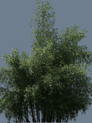 high-quality-bamboo-bush-07-3d-model-dd1b60a2ec