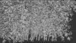 High Quality Bamboo Bush 07