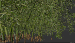 High Quality Bamboo Bush 08