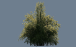 High Quality Bamboo Bush 08