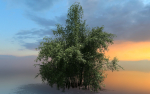 High Quality Bamboo Bush 08