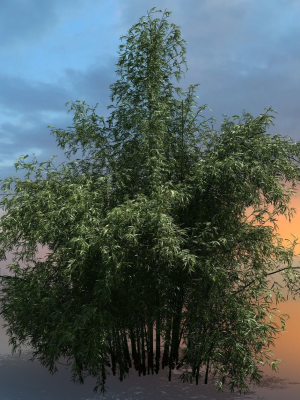 High Quality Bamboo Bush 08