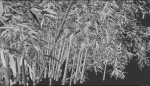 High Quality Bamboo Bush 08
