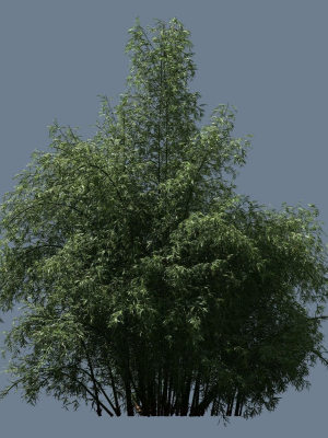 high-quality-bamboo-bush-08-3d-model-b5391882b4