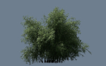 High Quality Bamboo Bush 09