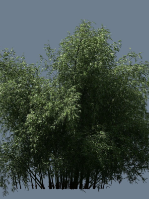 high-quality-bamboo-bush-09-3d-model-5da0764cf6