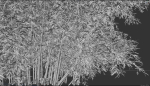 High Quality Bamboo Bush 09