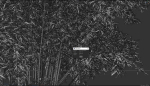 High Quality Bamboo Bush 09