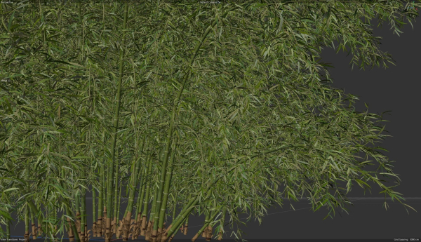 High Quality Bamboo Bush 09