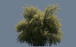 High Quality Bamboo Bush 09