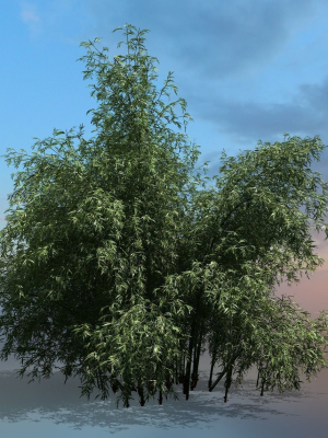 High Quality Bamboo Bush 09