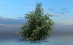 High Quality Bamboo Bush 10