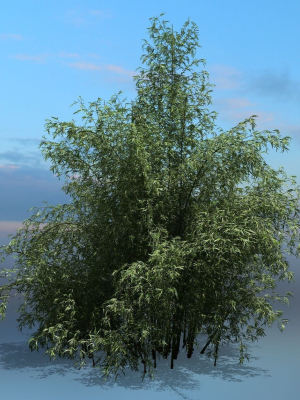 High Quality Bamboo Bush 10