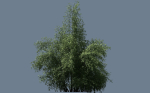 High Quality Bamboo Bush 10