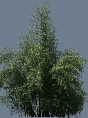 high-quality-bamboo-bush-10-3d-model-316816693f